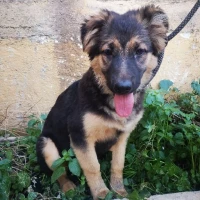 Adopta a Leni