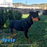 Adopta a Apolo