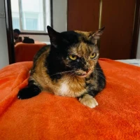 Adopta a Nala