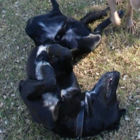 Adopta a Lucero