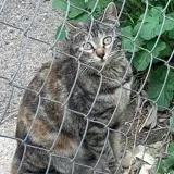 Adopta a Beli
