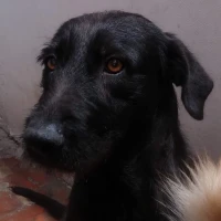Adopta a Señor Wilson