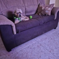 Adopta a Tomy