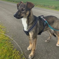 Adopta a Bruma