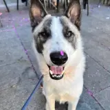 Adopta a Wabi