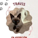 Adopta a Travis