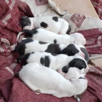 Adopta a 6 Perros 4 Machos Y 2 Hembras