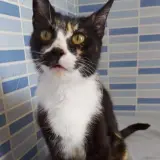Adopta a Zoya