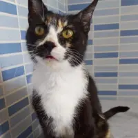 Adopta a Zoya