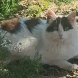 Adopta a Antifaz