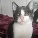 Adopta a Lila