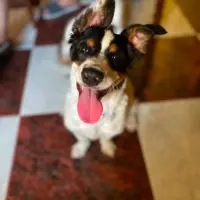 Adopta a Annie