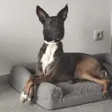 Adopta a Traste