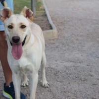 Adopta a Fifi