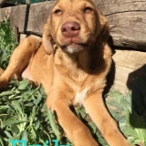 Adopta a Erik