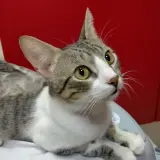 Adopta a Gordito