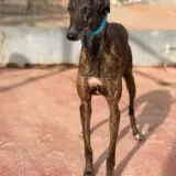 Adopta a Haku