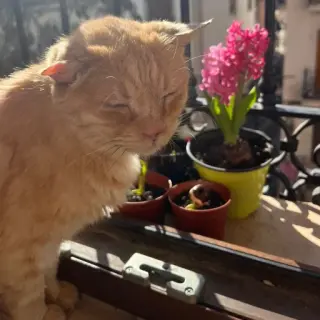 Timón