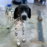 Adopta a Quique, Perrito En Adopción, Tlf 645978718