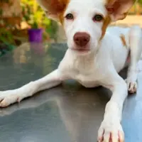 Adopta a Juanito