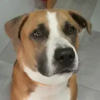 Adopta a Jotis