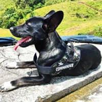 Adopta a Danger