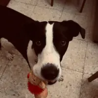 Adopta a Leo