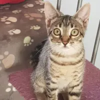 Adopta a Tarzán