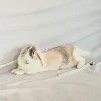 Adopta a Mochi