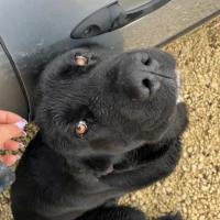 Adopta a Sombra-- Tamaño Grande, Tlf 645978718