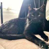 Adopta a Elvis