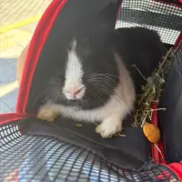 Adopta a Oreo