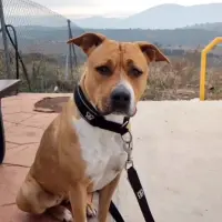 Adopta a George Laurentiu Atanasiu