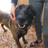 Adopta a Baloo