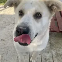 Adopta a Bianca