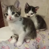 Adopta a Theos Y Shiva Mo