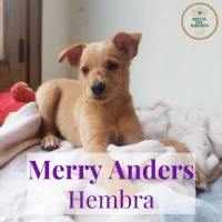 Adopta a Merry Anders