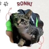 Adopta a Ronni