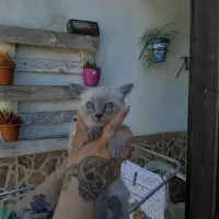 Adopta a Marrón