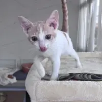Adopta a Dulce