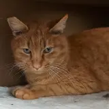 Adopta a Vimiso
