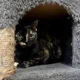 Adopta a Sarah