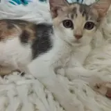Adopta a Rita