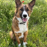 Adopta a Maui