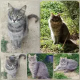 Adopta a Lucerito