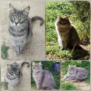 Lucerito