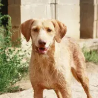 Adopta a Moby