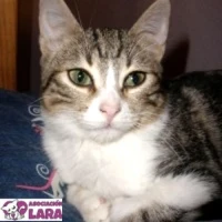 Adopta a Bruna