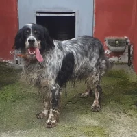 Adopta a Nelo