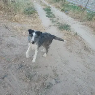 Cachito